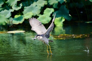 heron hunting fish