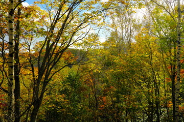 美しい公園の紅葉