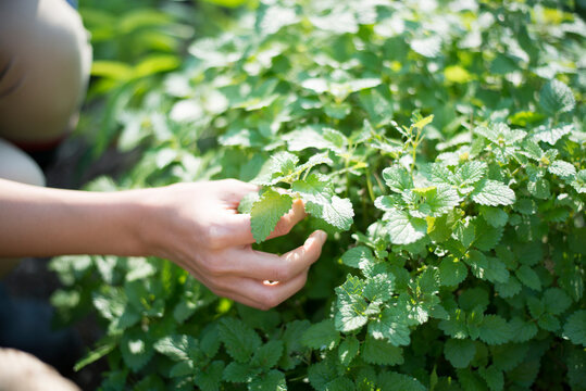 ミントを摘んでいる手