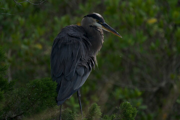 great blue heron ardea cinerea