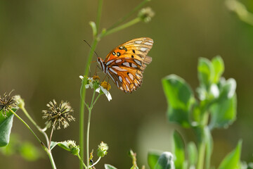 butterfly on a flower