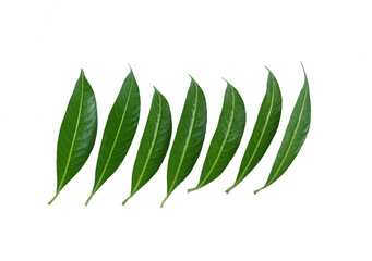 Green leaves on white background