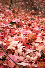 Fall leaves