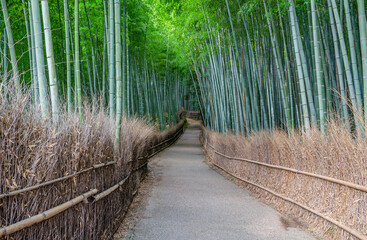 京都嵐山の竹林の道