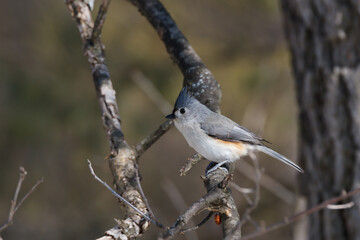 Tufted Titmouse perched in a leafless tree at Pinery Provincial Park