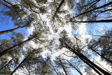 Tall trees on a daytime sky