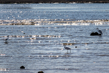 キラキラ輝く波とシラサギの群れ