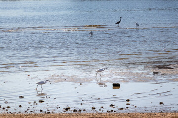 浅瀬で餌を探すコサギ