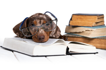 dachshund with glasses reading a book, inquisitive puppy, canine science