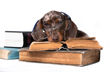 dachshund with glasses reading a book, inquisitive puppy, canine science