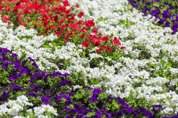 Flowers in the city flowerbed.