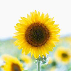 A yellow sunflower with a dark center.