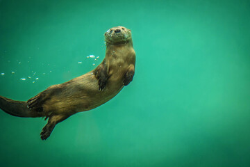 nutria sonriente