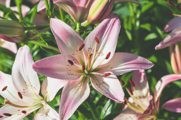 Flowers in the city flowerbed.