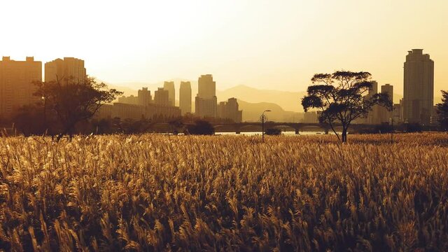 a field of silver grass in Ulsan, South korea at Sunset