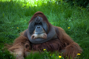 Oran Utan Male old leader © Hamza Mahfoudi