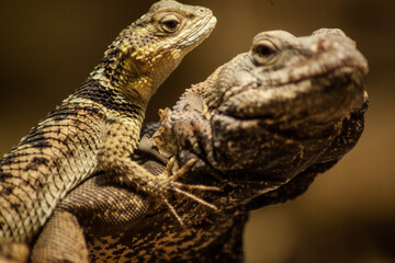 bearded dragon lizard