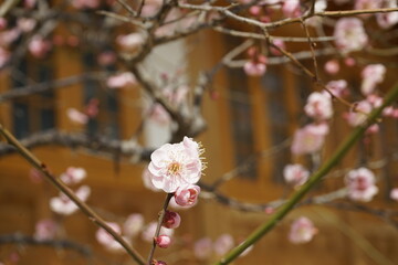 강남 봉은사 사찰에는 핑크매화가 아름답게 피었습니다.