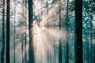 A ray of sunlight made its way through the dense thickets of the winter forest. Sanctifying the way and paving the way.