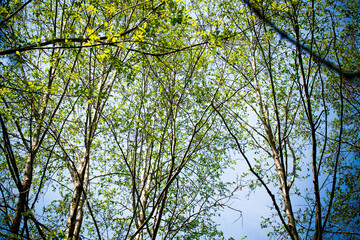 Branches of trees with green leaves and sky.