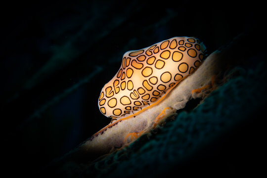 The patterns of a Flamingo Tongue snail  (Cyphoma gibbosum) on the reef off the Dutch Caribbean island of Sint Maarten