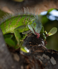 Lizard on the island of Sint Maarten in the Dutch Caribbean