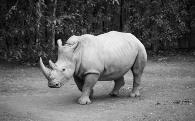 Grayscale shot of a rhinoceros in a zoo © Roger Hagelstein1/Wirestock