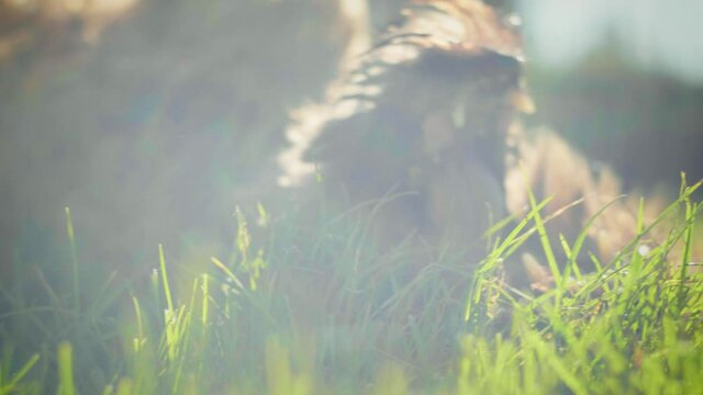 4K slow motion shot of a briard, a big dog rolling around in the grass and playing in the garden.
