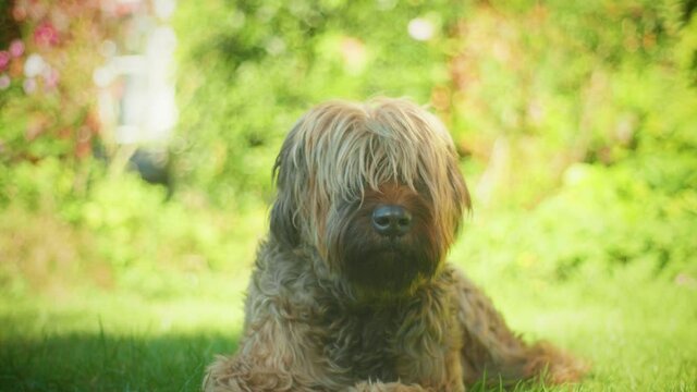 4K shot of a briard, a big dog laying down in the garden, yawning and looking into the camera.