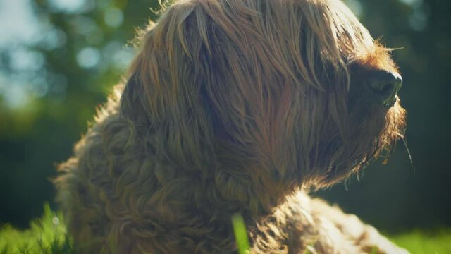 4K slow motion shot of a briard, a big dog rolling around in the grass and playing in the garden.