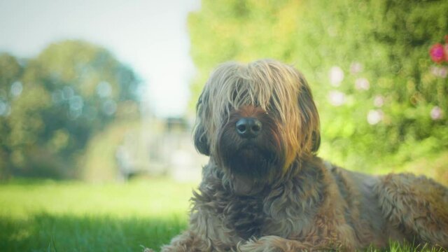 4K shot of a briard, a big dog laying down in the garden, looking into the camera.