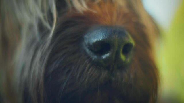 4K slow motion macro shot of a dog's nose.