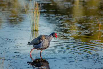 Bird in the pond