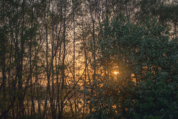 Sunset behind the trees by the river.