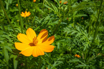 yellow starburst flowers Bright in a garden in Thailand