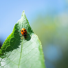 Ladybug (Coccinellidae) on a green leaf.