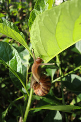 snails giant African snails or giant African snails (Lissachatina Fulica) perched on a branch with green leaves