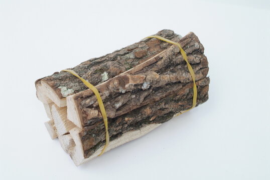 a kalopanax tree on white background
