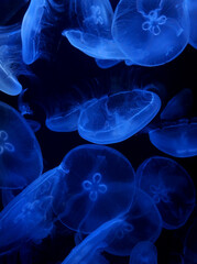 Jellyfish close-up. Jellyfish on a dark background. Blue.    