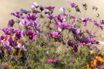 Obraz premium Cosmos flowers floral background.