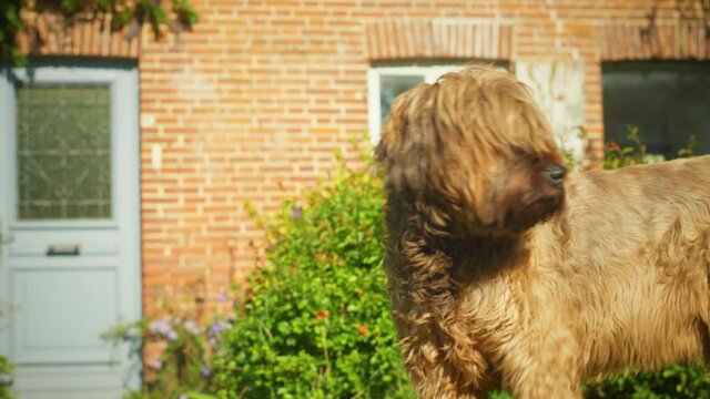 4K slow motion shot of a briard, a big dog standing up and walking in the garden, turning towards the camera.