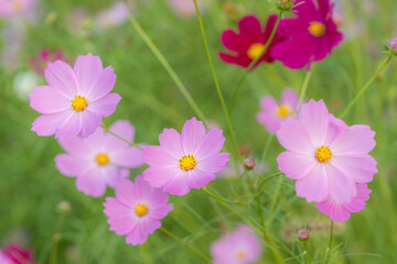 가을의 꽃 코스모스