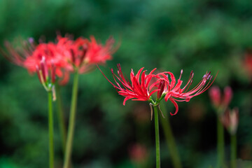 가을의 꽃 석산