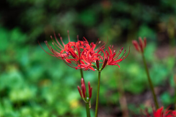 가을의 꽃 석산