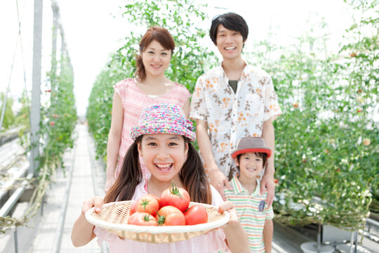 トマトを収穫した家族4人