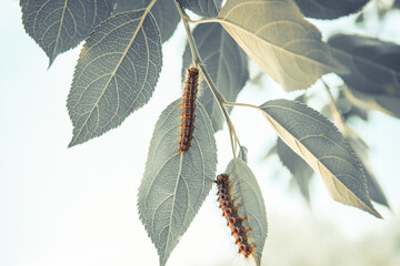 Caterpillars on green leaves of a tree.