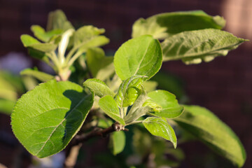 apple tree leaves in morning sunlight