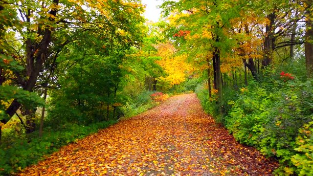 Moving slowly through dreamlike Autumn forest, fall leaves in splendor on trees and on the path.
