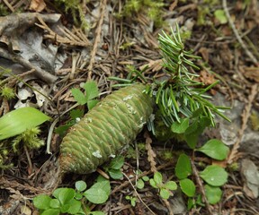 Grand Fir (Abies grandis) cone in Cabinet Mountains, Montana