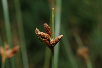 close up of grass